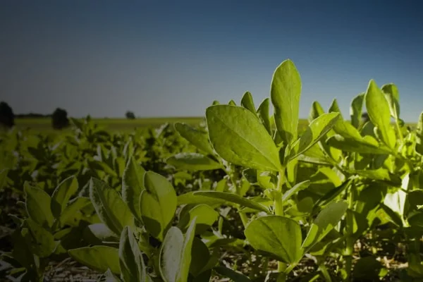 Agriculture plants on a field