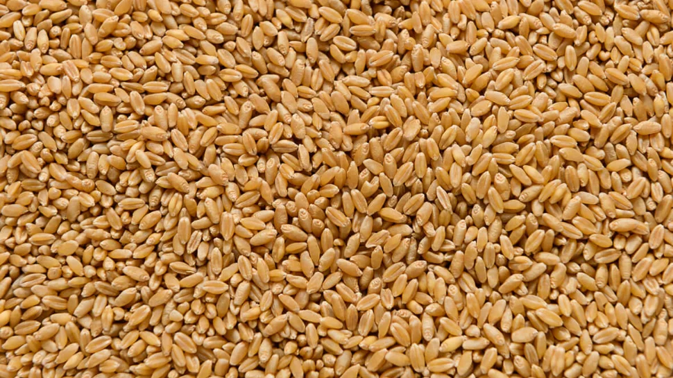 Wheat.jpg