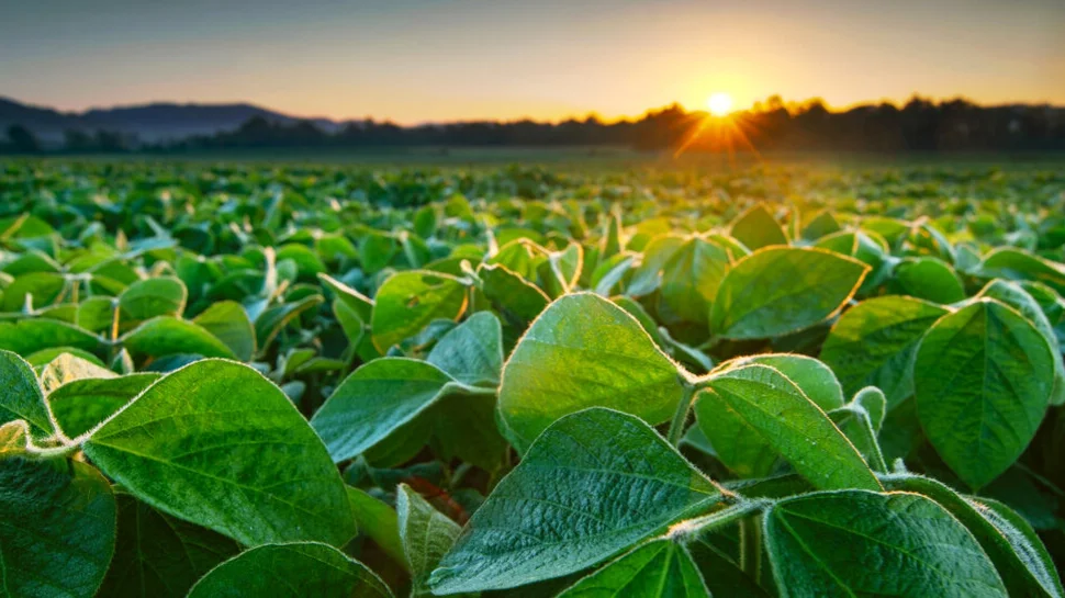 ___Bunge - Soyfield - Hero 1.129020555873249529412.jpg