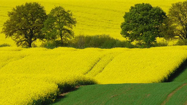 Oilseeds-Canola.jpg